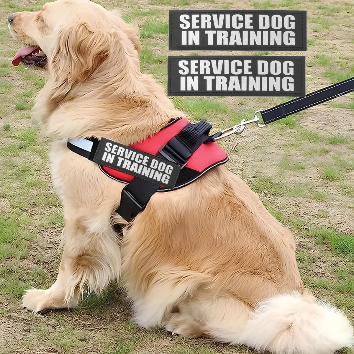 Custom Dog ID Tags For Harness - Sewing Labels avis et prix