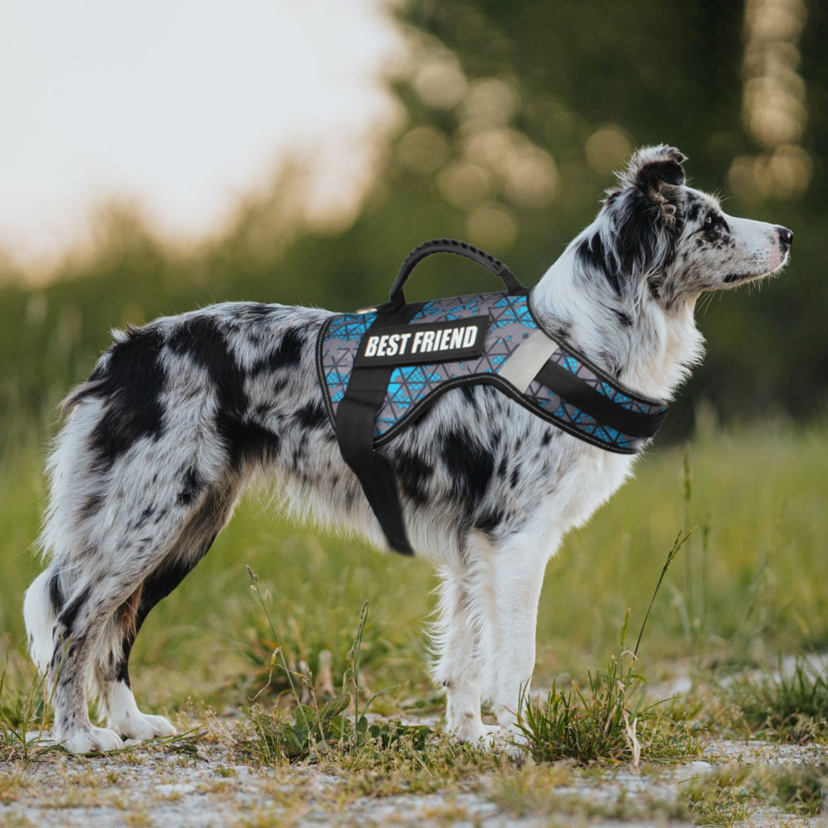 Custom Dog ID Tags For Harness - Sewing Labels avis et prix